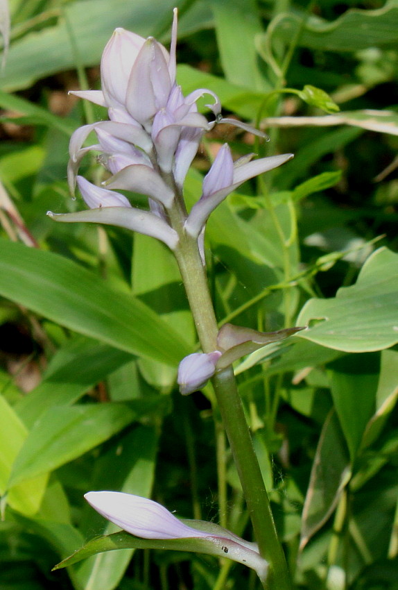 Изображение особи Hosta plantaginea.