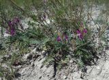 Oxytropis uralensis