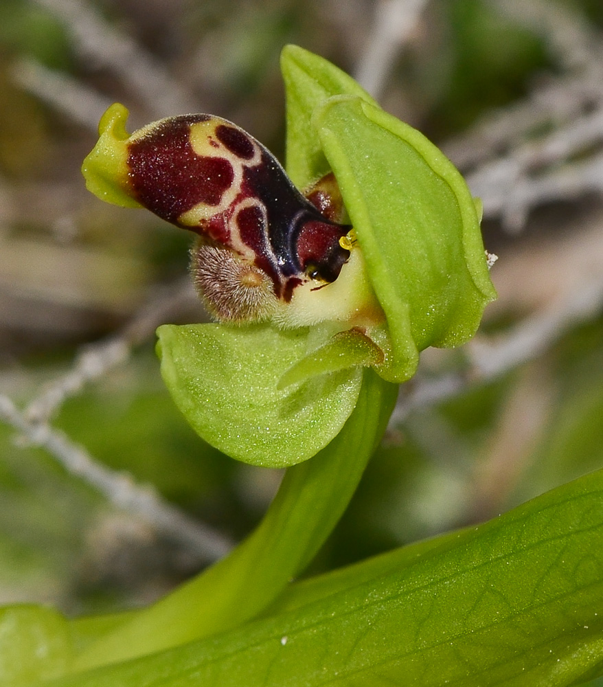 Image of Ophrys umbilicata specimen.