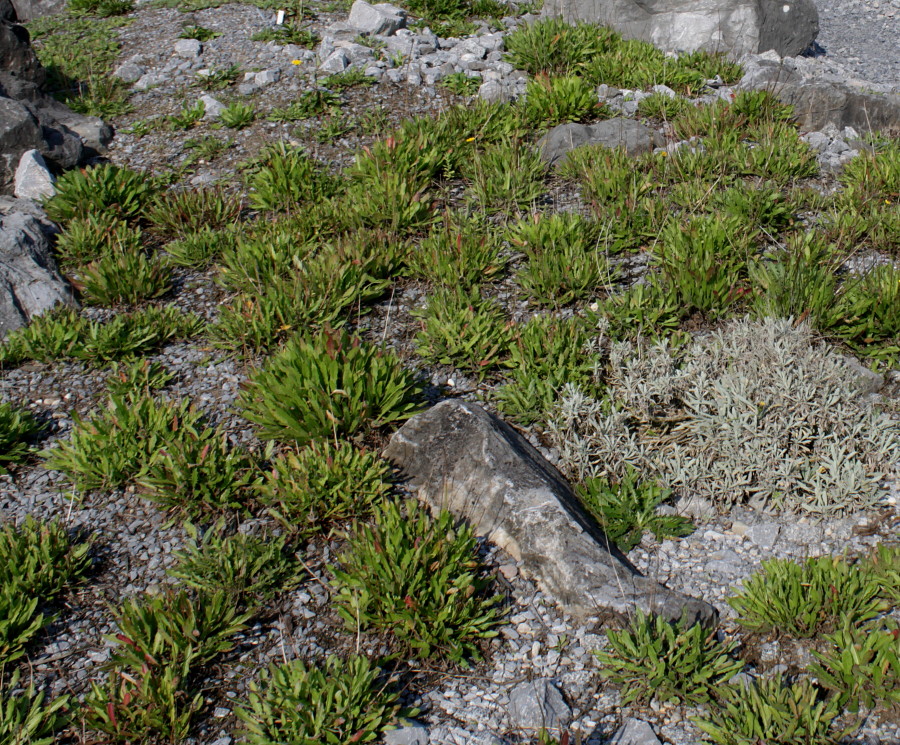 Image of Leontodon hispidus specimen.