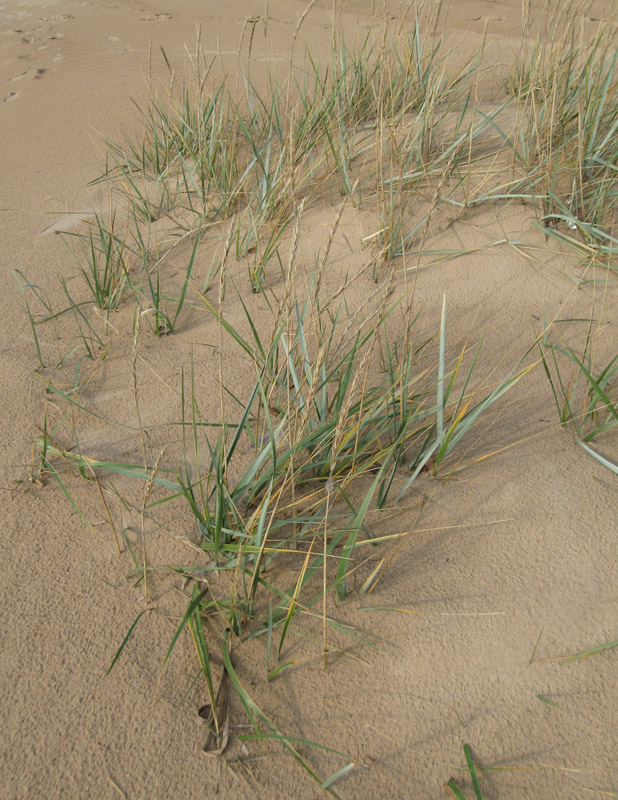 Image of Leymus arenarius specimen.