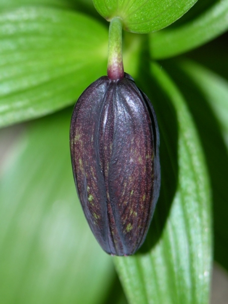 Image of Fritillaria camschatcensis specimen.