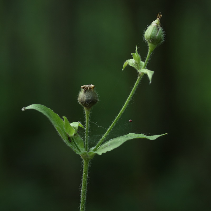 Image of Melandrium dioicum specimen.