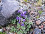 Delphinium caucasicum. Цветущее растение. Высота около 30 см. Северные отроги Эльбруса. Высота 2600 м н.у.м.. Август 2008 г.