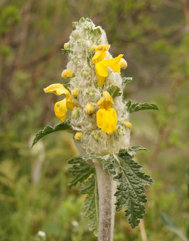 Изображение особи Phlomoides speciosa.