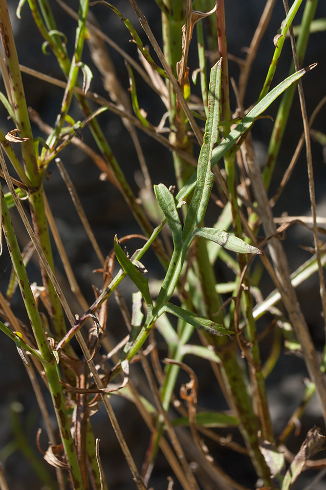 Image of Cephalaria leucantha specimen.