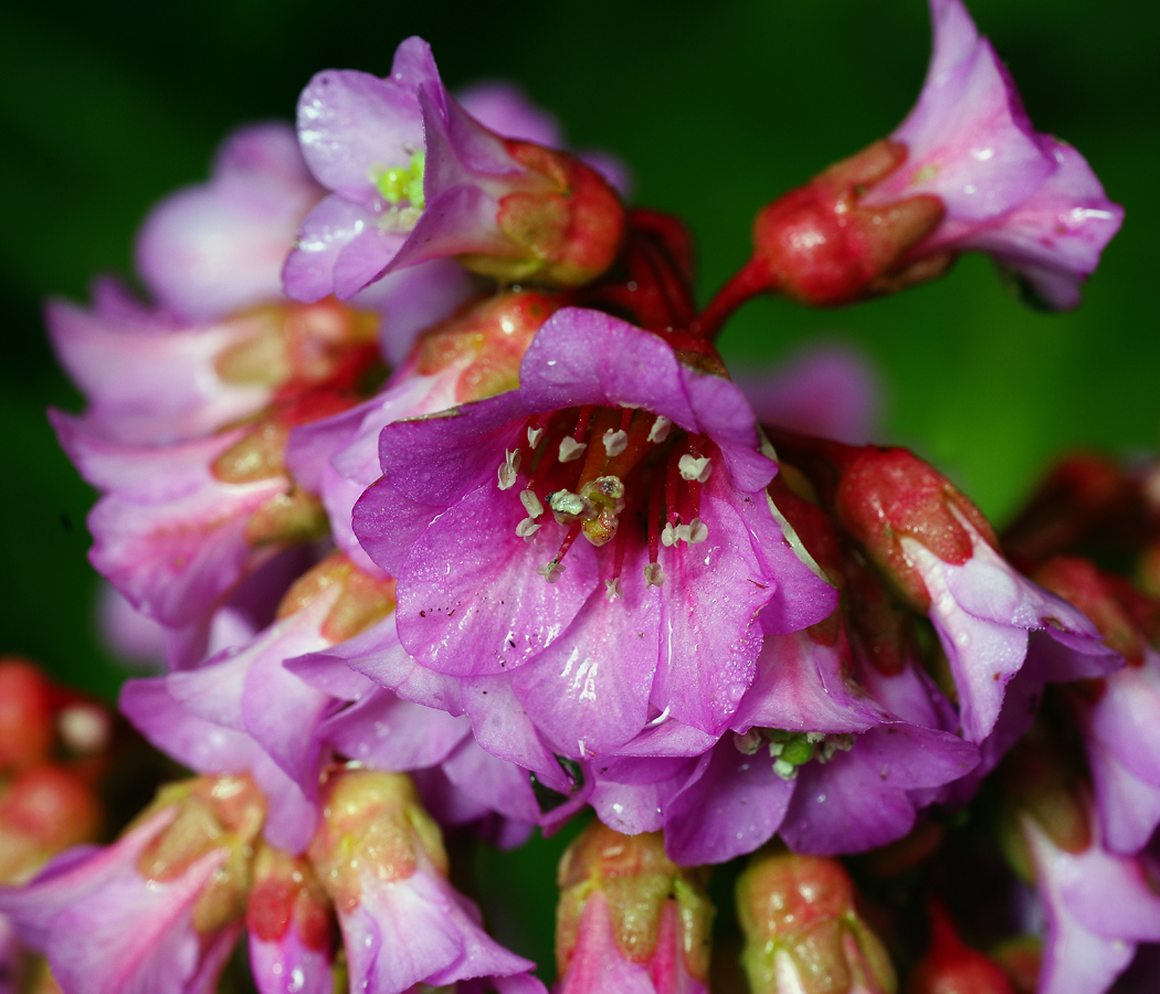 Image of Bergenia crassifolia specimen.