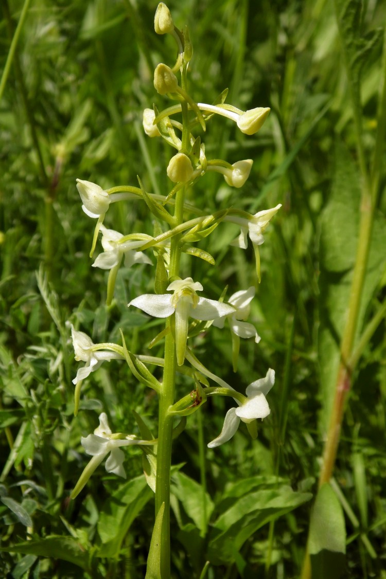 Изображение особи Platanthera chlorantha.