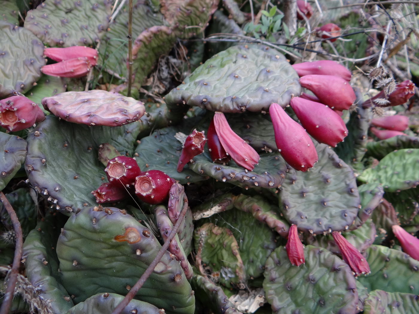 Image of Opuntia humifusa specimen.