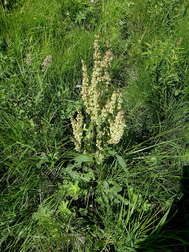 Изображение особи Rumex aquaticus.