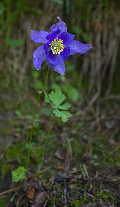 Image of Aquilegia glandulosa specimen.