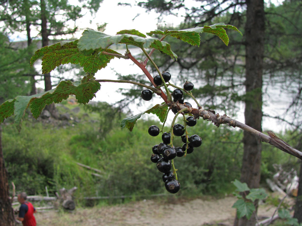 Изображение особи Ribes altissimum.