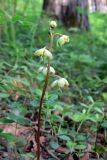 Pyrola chlorantha. Верхушка цветущего растения. Свердловская обл., окр. г. Североуральск, сосново-лиственничый лес на известняках. 19.06.2015.