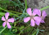 Dianthus repens. Верхушки побегов с цветками. Якутия (Саха), Алданский р-н, берег р. Тимптон 203 км от устья. 01.07.2011.