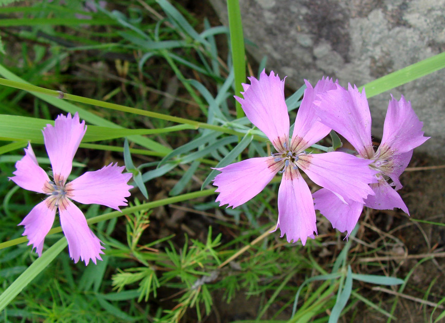 Image of Dianthus repens specimen.