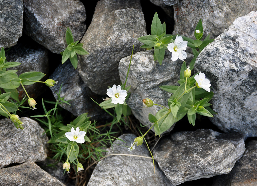 Image of Cerastium lithospermifolium specimen.