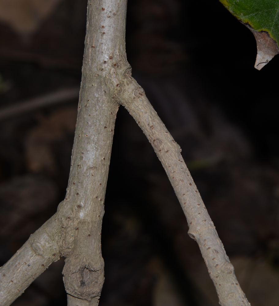 Image of Hibiscus elatus specimen.