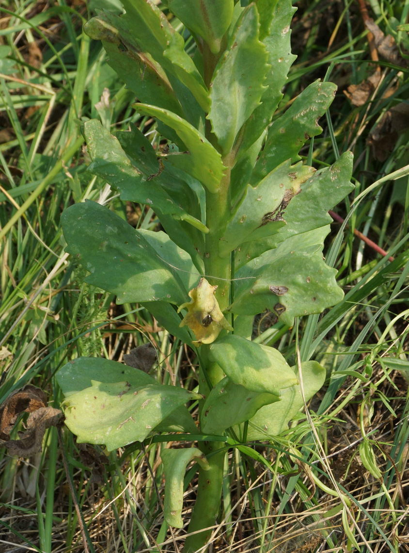 Изображение особи Hylotelephium triphyllum.