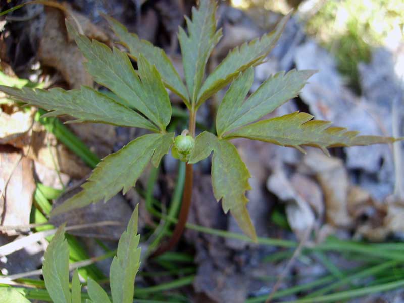 Изображение особи Anemone reflexa.