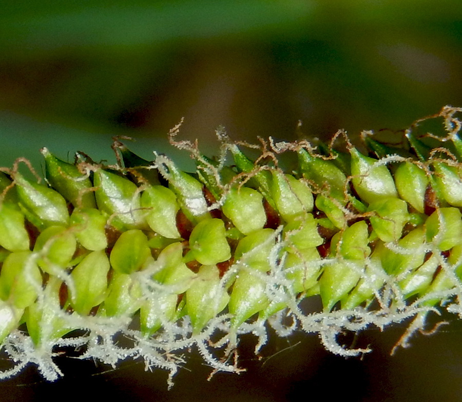 Image of Carex pendula specimen.