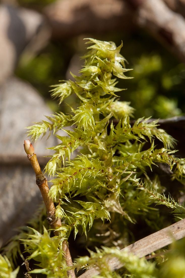 Изображение особи Rhytidiadelphus triquetrus.