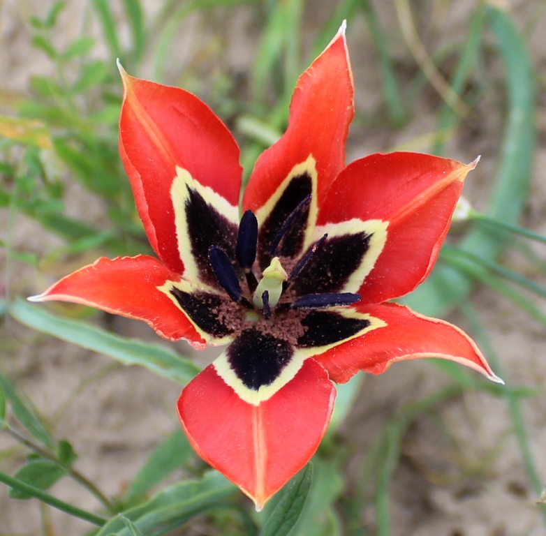 Изображение особи Tulipa hoogiana.