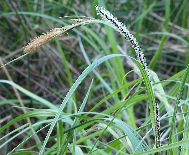 Image of Carex acuta specimen.