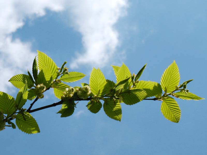 Image of Carpinus betulus specimen.