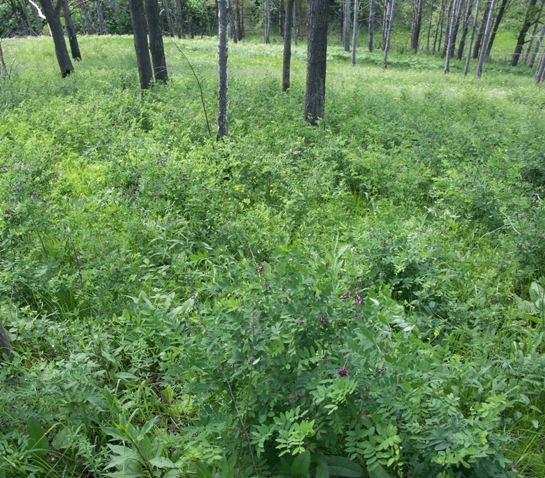 Image of Lathyrus niger specimen.