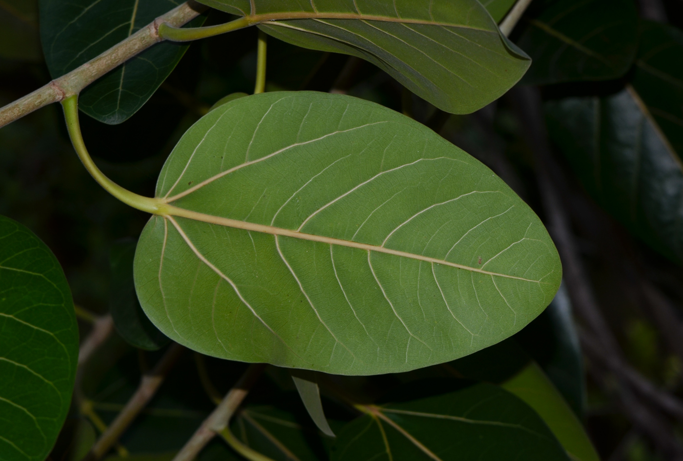 Image of Ficus benghalensis specimen.