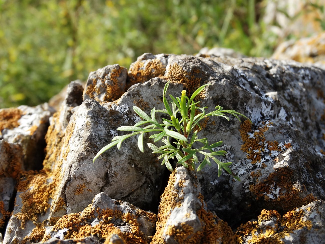 Image of Bidens parviflora specimen.