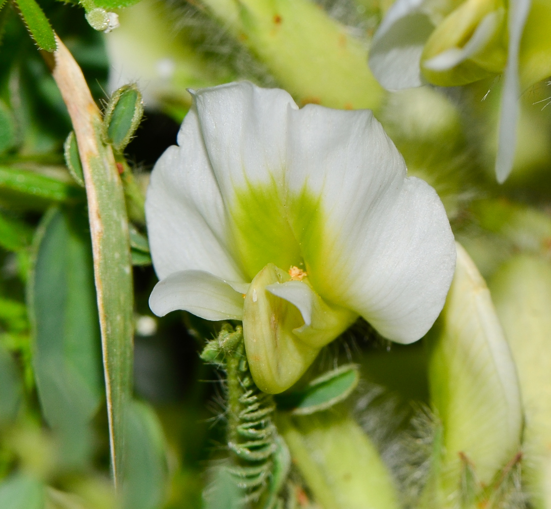 Изображение особи Astragalus aleppicus.