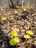 Adonis amurensis