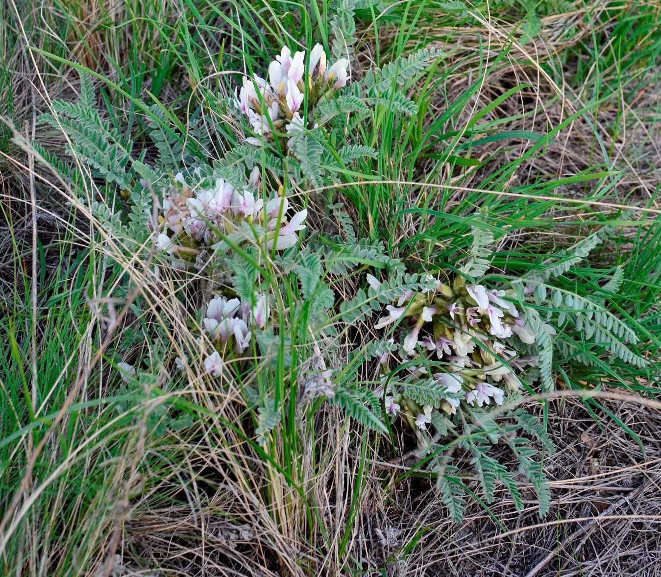 Изображение особи Astragalus testiculatus.