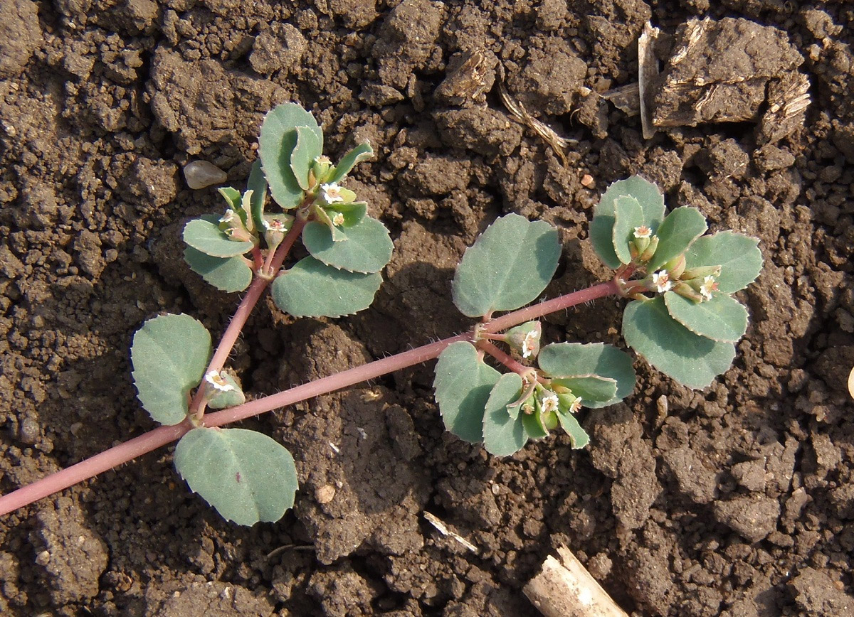 Image of Euphorbia chamaesyce specimen.