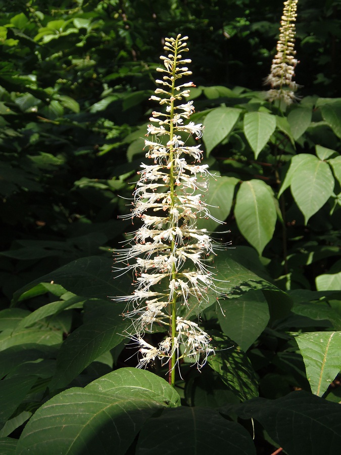 Image of Aesculus parviflora specimen.