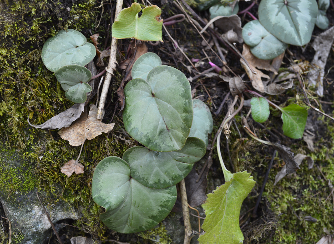 Изображение особи Cyclamen abchasicum.