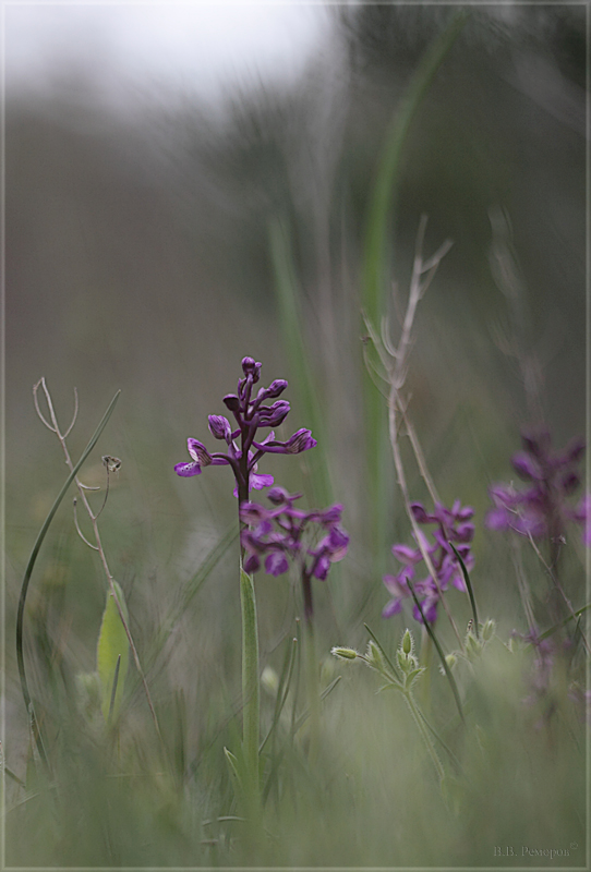 Image of Anacamptis morio ssp. caucasica specimen.