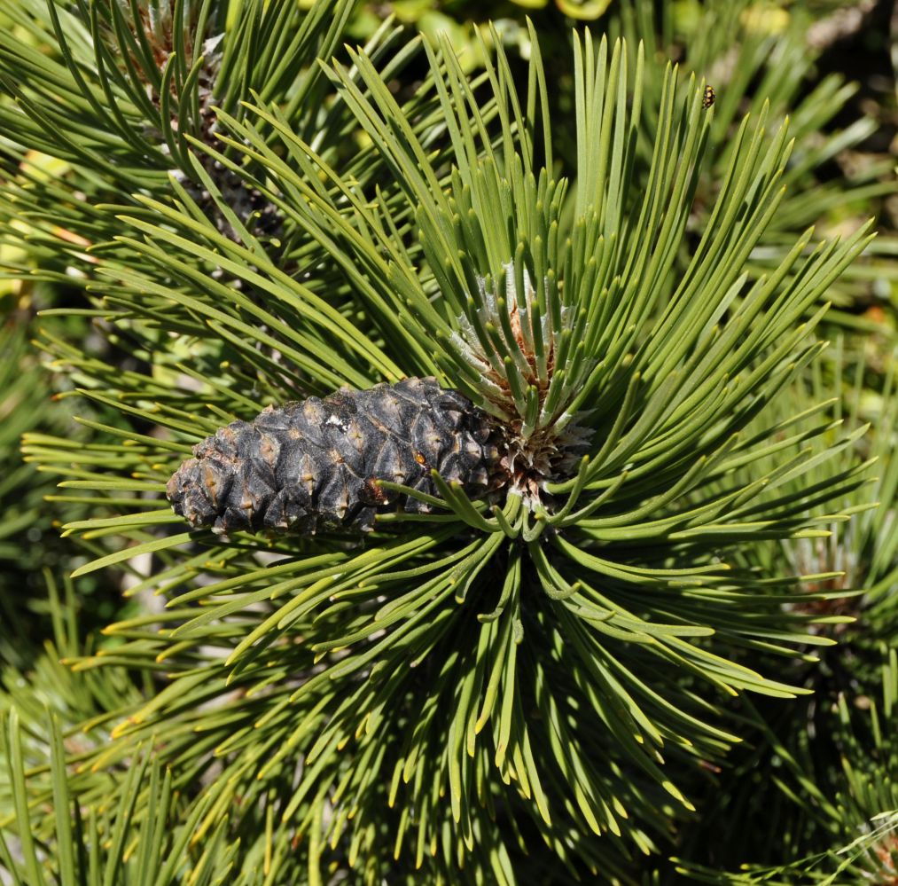 Image of Pinus heldreichii specimen.