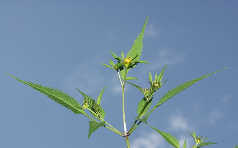 Image of Bidens frondosa specimen.