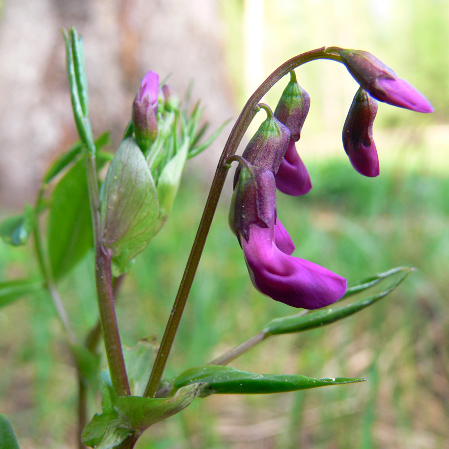 Image of Lathyrus vernus specimen.