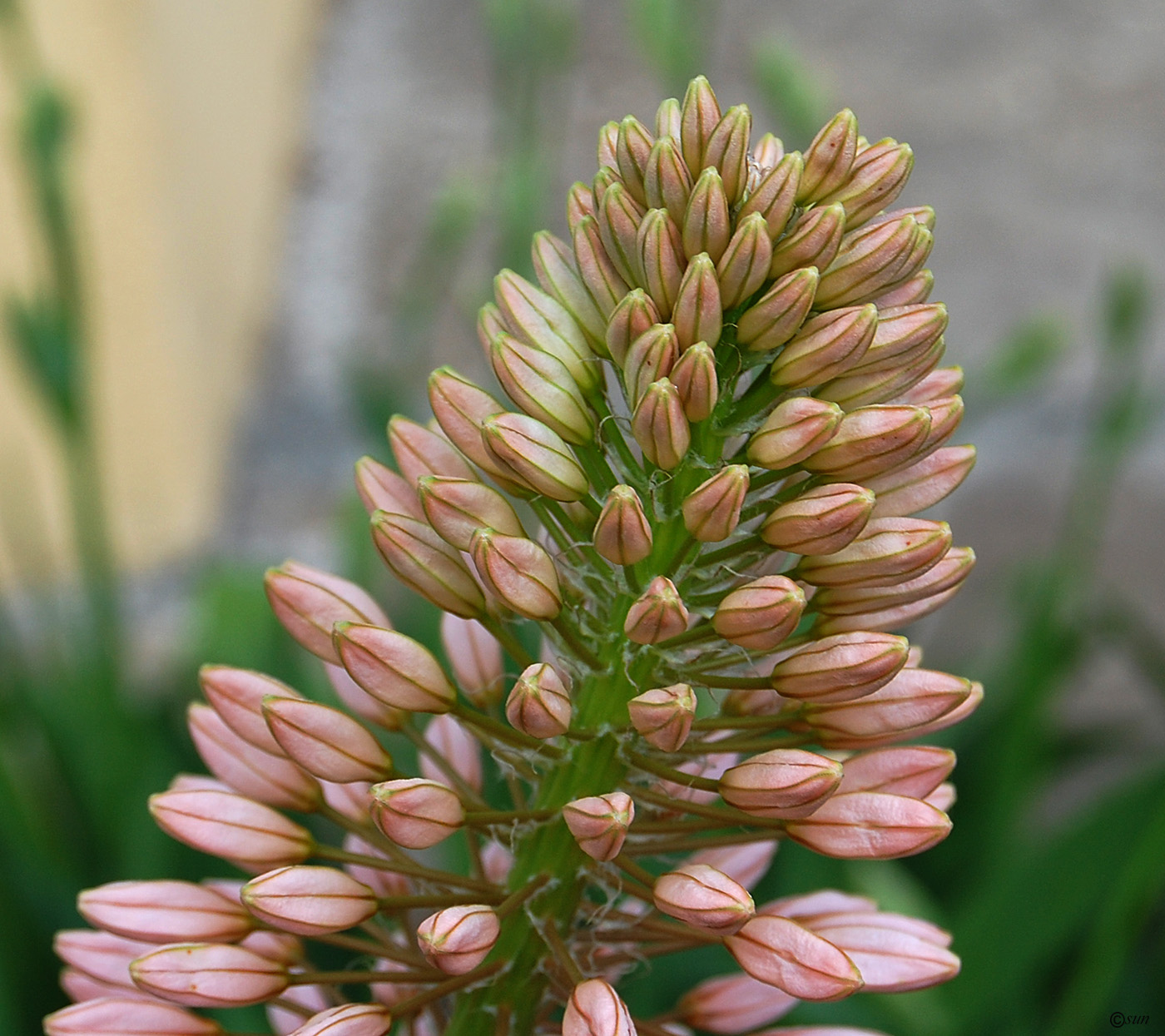 Image of Eremurus robustus specimen.