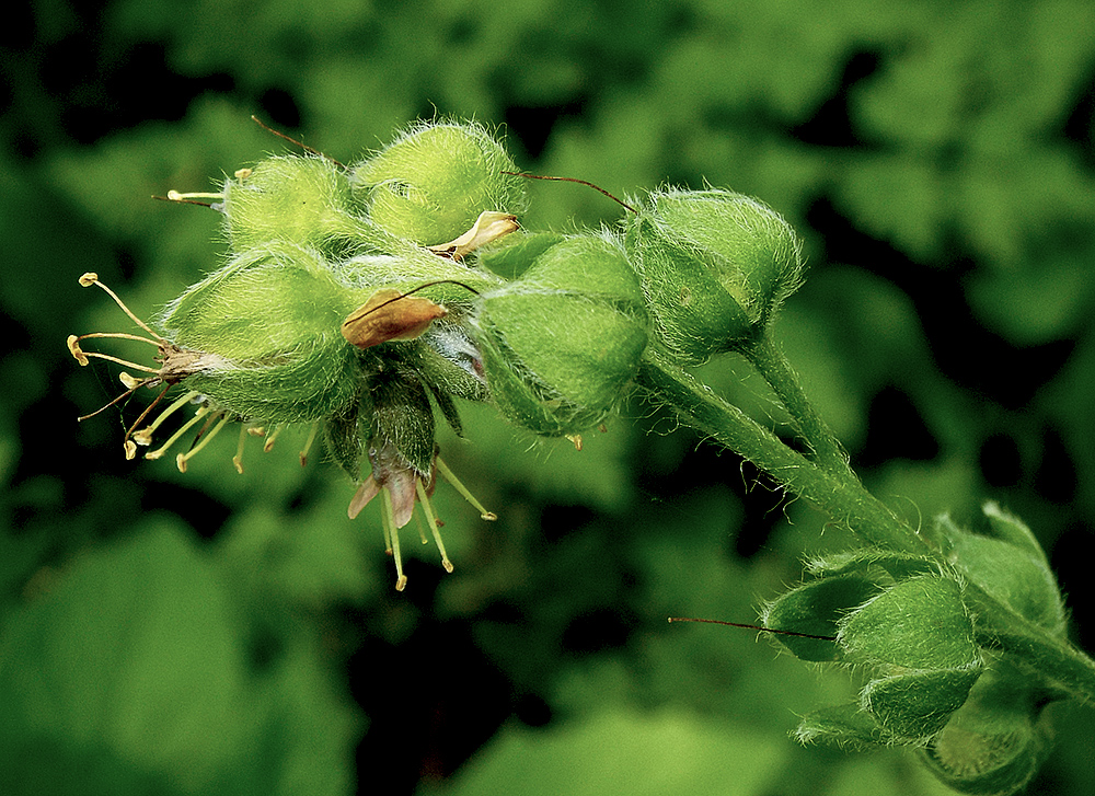 Image of Solenanthus biebersteinii specimen.