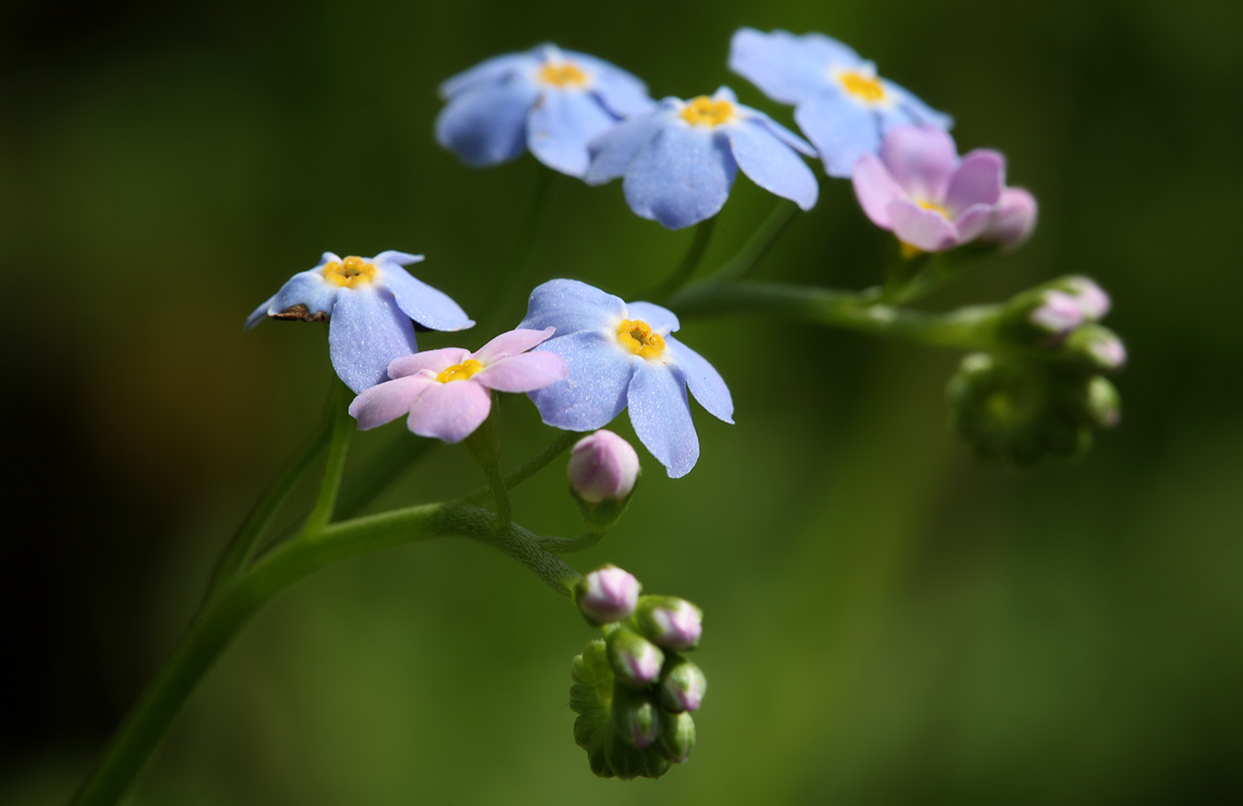 Image of Myosotis palustris specimen.