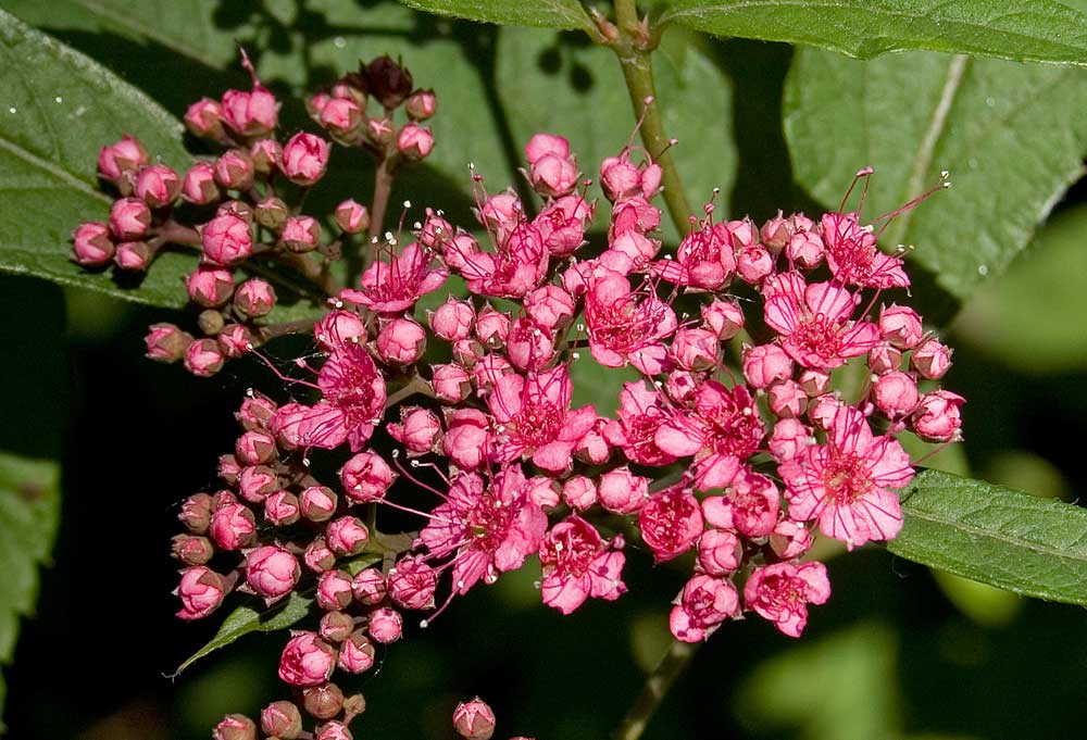 Image of Spiraea japonica specimen.