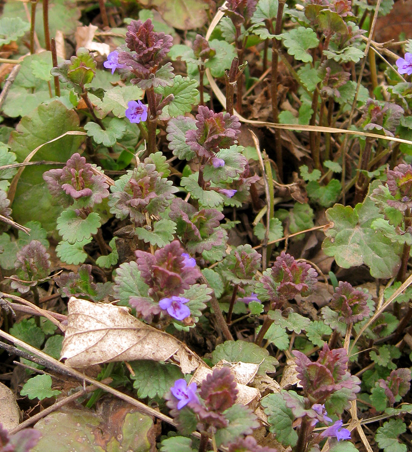 Image of Glechoma hederacea specimen.