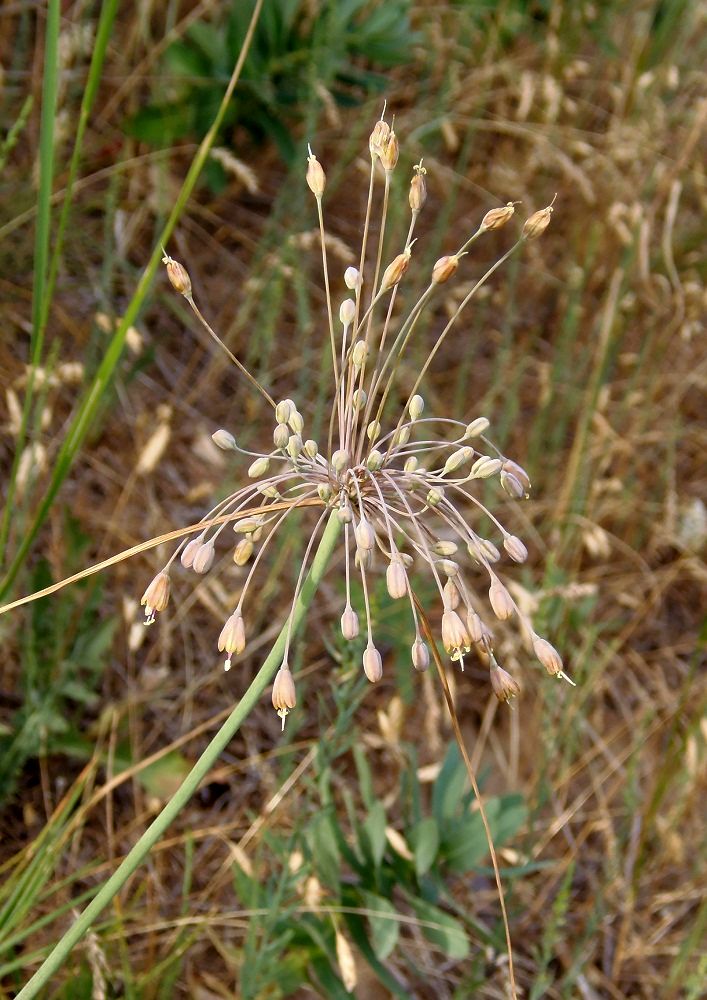 Изображение особи Allium paczoskianum.