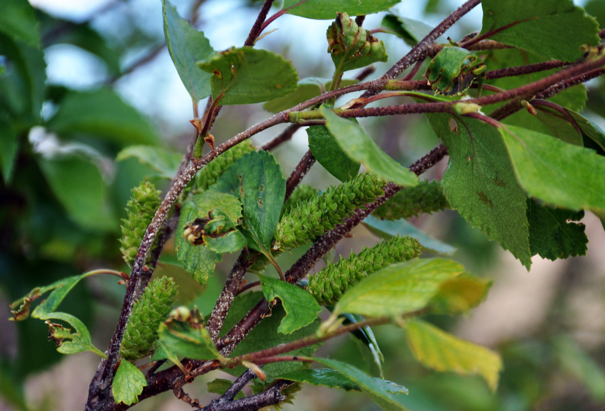 Изображение особи Betula microphylla.