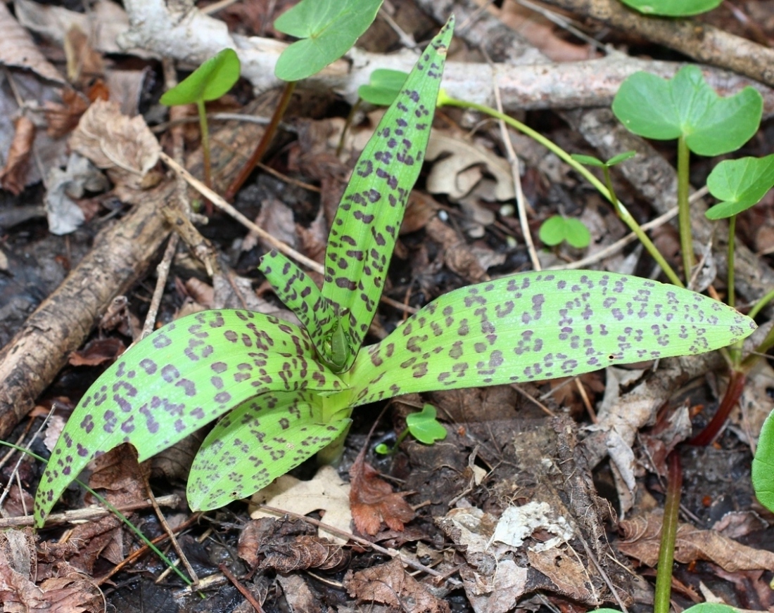 Изображение особи Dactylorhiza urvilleana.