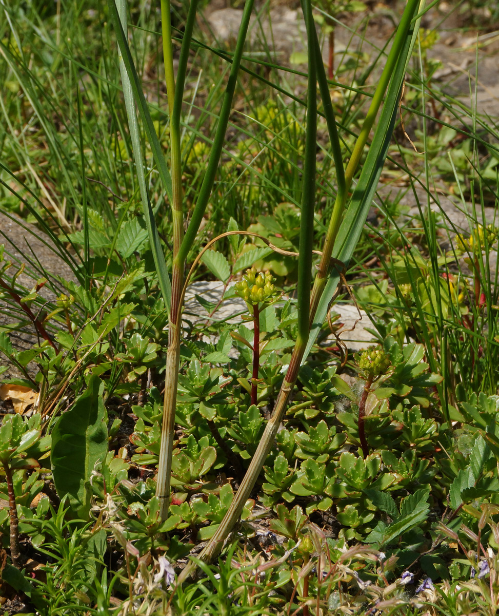 Image of Allium montanostepposum specimen.